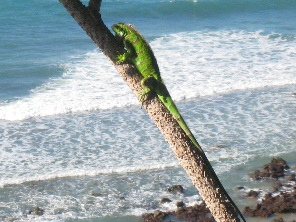 Pousada La Bonita Baía Formosa Exteriör bild